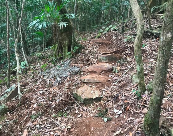 Scenic-Rim-trail4